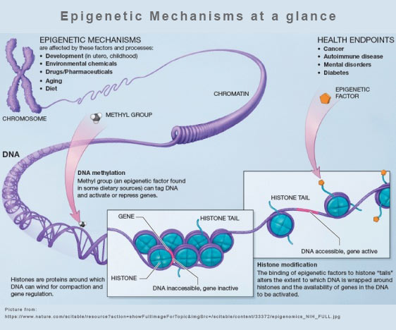 Epigenetic Mechanisms | Swiss Health Bio Care