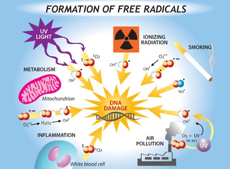 Oxidative Stress and DNA Damage | Swiss Health Bio Care