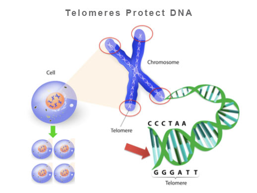Telomeres Protect DNA | Swiss Health Bio Care